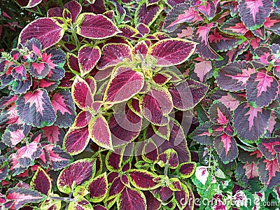 ColeusÂ is a formerÂ genusÂ ofÂ flowering plantsÂ in theÂ familyÂ Lamiaceae. Stock Photo